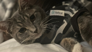 Lost Pet: Tiger Lily