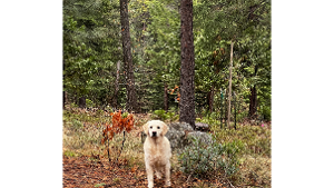 Lost Pet: Power of Love Una