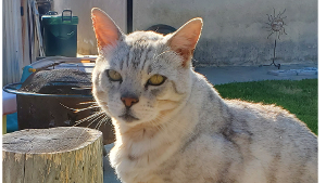 Lost Pet: Kittie