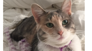 Lost Pet: Ruby