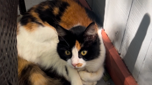 Lost Pet: Sofie