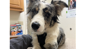 Lost Pet: Jaxx