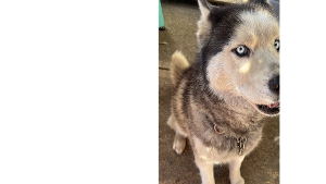 Lost Pet: Hunter