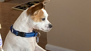 Lost Pet: Petey