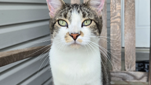 Lost Pet: Atticus