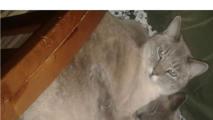Lost Pet: COSMO