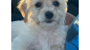 Lost Pet: Feroz Villarreal