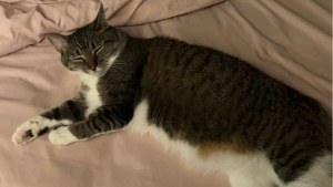 Lost Pet: Ollie