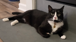 Lost Pet: Apollo