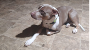 Lost Pet: PRESSURE