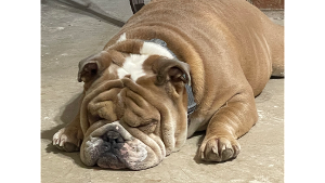 Lost Pet: Diesel