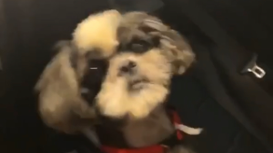 Lost Pet: Snickers
