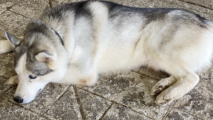 Lost Pet: Milo