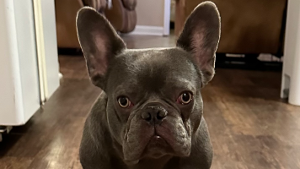 Lost Pet: Otis