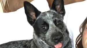 Lost Pet: Rowdy
