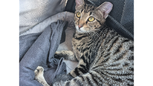 Lost Pet: Tootsie