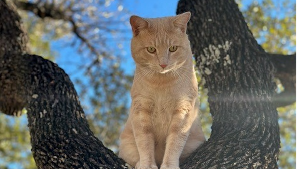 Lost Pet: Oliver