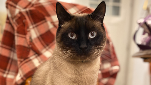 Lost Pet: Arlo Diaz