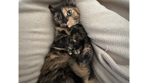 Lost Pet: Scrunchy