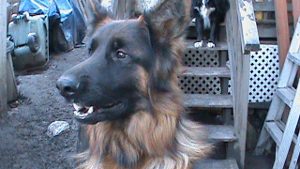 Lost Pet: Whiskey Seavert