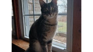 Lost Pet: ELI