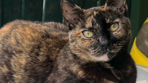 Lost Pet: Sushi
