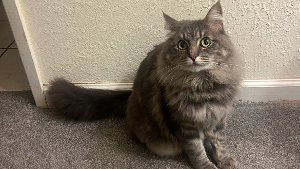 Lost Pet: Charlie Alexander