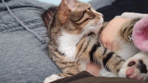 Lost Pet: Bruce