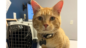 Lost Pet: Weasley