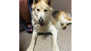 Lost Pet: Troobie