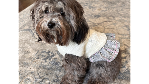 Lost Pet: Minnie