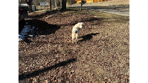 Lost Pet: Patch
