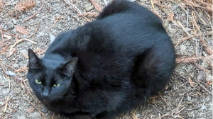 Lost Pet: Joe