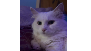 Lost Pet: Merf