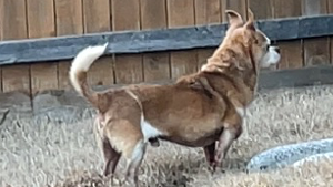 Lost Pet: Osito