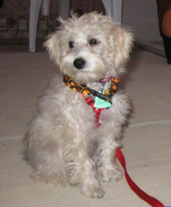 Lost Pet: Charmaine's Precious Teddie