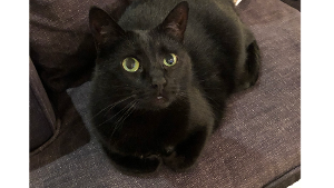 Lost Pet: Wendy Torrence