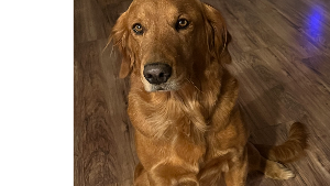 Lost Pet: Lily
