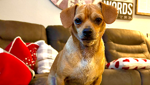 Lost Pet: Mayer