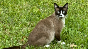 Lost Pet: Leo