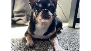 Lost Pet: Rascal
