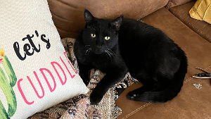 Lost Pet: Jack