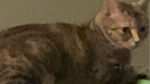 Lost Pet: Lainey