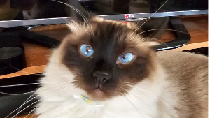 Lost Pet: Remington