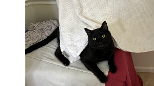 Lost Pet: Perseus