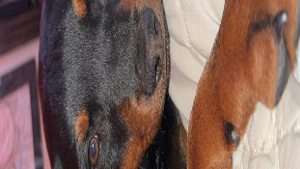 Lost Pet: MOSES