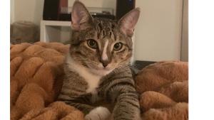 Lost Pet: Cleo