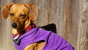 Lost Pet: Amber Dawn