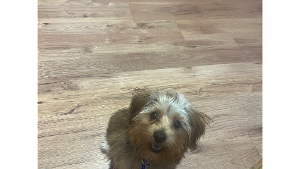 Lost Pet: Layla