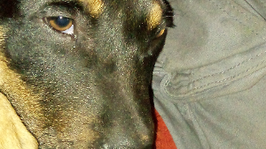 Lost Pet: Biggie Smallz Kelser
